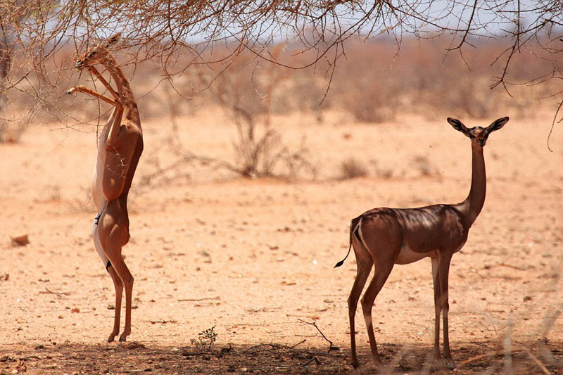 照片中的长颈羚格外引人注目。毫无疑问，其是地球上脖子最长的羚羊，名字取自索马里长颈鹿的“长颈”一词，它们用长脖子可以够到成长在高处的叶子。同时，长颈羚还可以在后腿站立的情况下用前腿取食，其最高可以达到为8英尺（约2.4米）。此外，它们还可以用大耳朵扇风来保持凉爽。