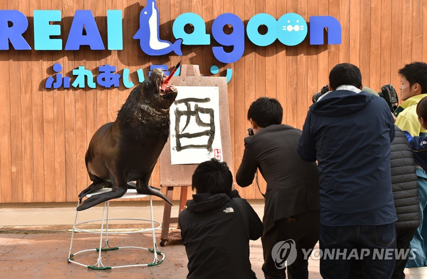 當地時間12月26日，日本水族館14歲海獅揮毫題字迎新年。