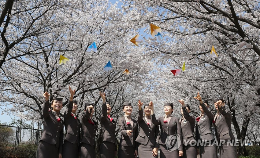 韓亞航空空姐亮相櫻花大道。