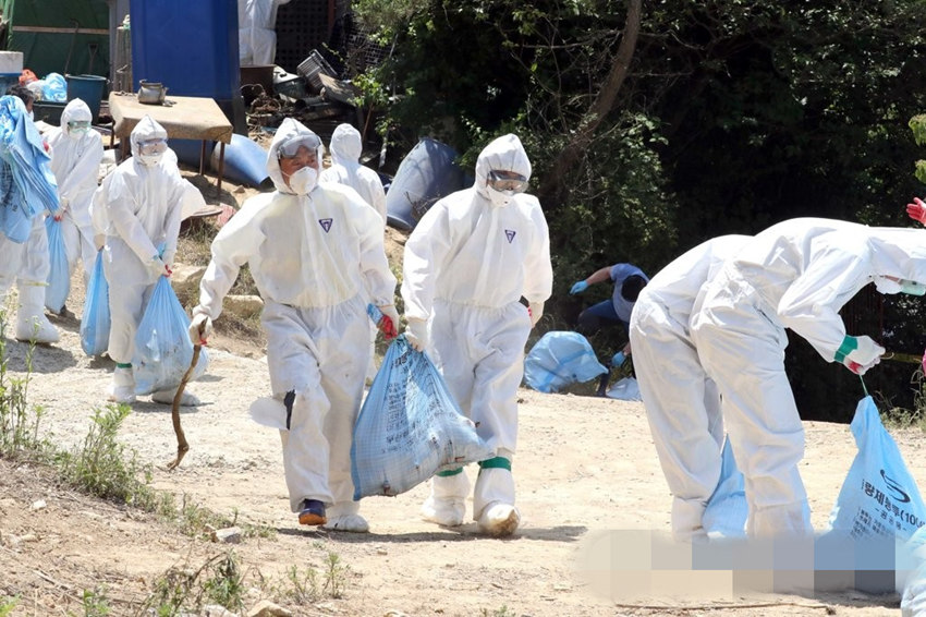 釜山市機張郡政府已捕殺疑似爆發禽流感疫情的養雞場中4228隻雞鴨，疫點方圓3公裡內的雞鴨也在捕殺當中。
