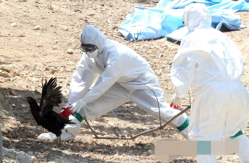 6月5日，在釜山市機張郡長安邑，相關人員正在捉土雞。機張郡政府已捕殺疑似爆發禽流感疫情的養雞場中4228隻雞鴨，疫點方圓3公裡內的雞鴨也在捕殺當中。