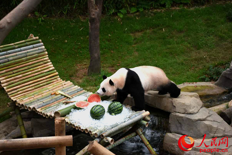 工作人員為熊貓們送上了冰鎮西瓜。裴埈基攝