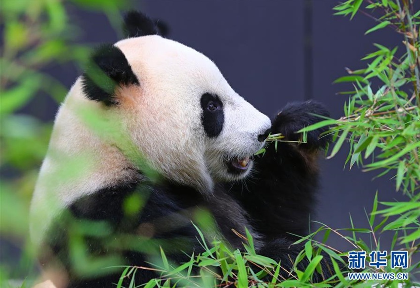 這是2017年5月30日在荷蘭烏得勒支省雷嫩市的歐維漢茲動物園拍攝的大熊貓“武雯”。來自中國大熊貓保護研究中心的兩隻大熊貓“星雅”和“武雯”在度過一個多月的檢疫期后，於當日首次與公眾見面。新華社記者 龔兵 攝