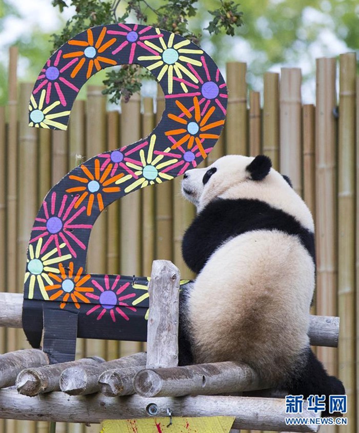 這是2017年10月13日，在加拿大多倫多動物園，龍鳳胎大熊貓之一的“加盼盼”在生日慶祝活動中。當日，多倫多動物園舉辦活動，為在這裡出生的龍鳳胎大熊貓“加盼盼”與“加悅悅”慶祝兩周歲生日。這對大熊貓由2013年3月從中國來到多倫多動物園的雌性大熊貓“二順”於2015年10月13日產下。新華社發（鄒崢 攝）