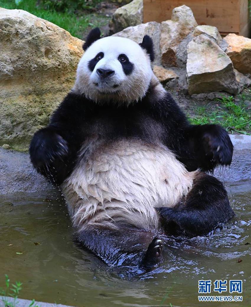這是2017年5月30日在荷蘭烏得勒支省雷嫩市的歐維漢茲動物園拍攝的大熊貓“星雅”。來自中國大熊貓保護研究中心的兩隻大熊貓“星雅”和“武雯”在度過一個多月的檢疫期后，於當日首次與公眾見面。新華社記者 龔兵 攝
