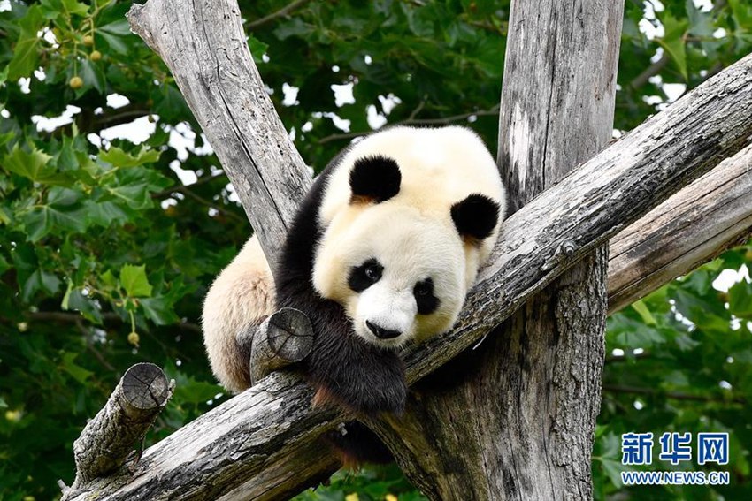 這是2017年5月30日在荷蘭烏得勒支省雷嫩市的歐維漢茲動物園拍攝的大熊貓“星雅”。來自中國大熊貓保護研究中心的兩隻大熊貓“星雅”和“武雯”在度過一個多月的檢疫期后，於當日首次與公眾見面。新華社記者 龔兵 攝