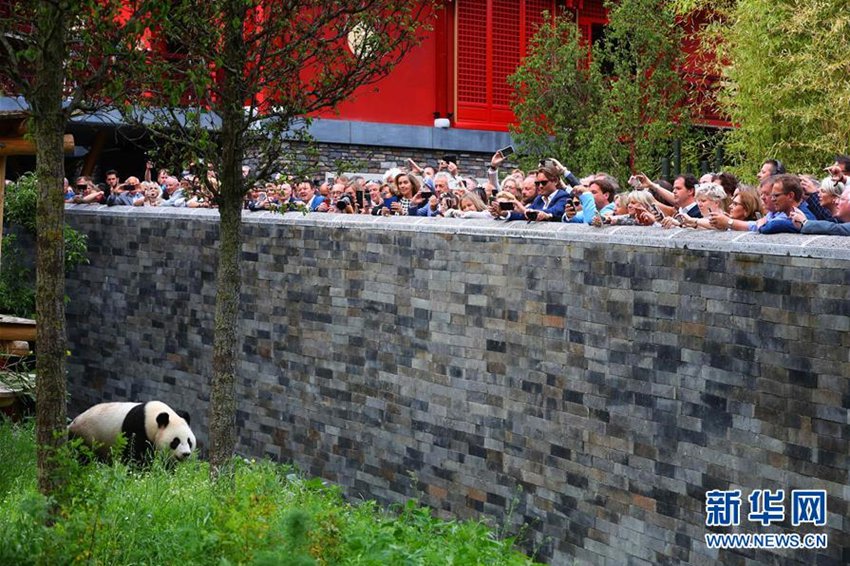 這是2017年5月30日，人們在荷蘭烏得勒支省雷嫩市的歐維漢茲動物園觀賞大熊貓“武雯”。來自中國大熊貓保護研究中心的兩隻大熊貓“星雅”和“武雯”在度過一個多月的檢疫期后，於當日首次與公眾見面。新華社記者 龔兵 攝