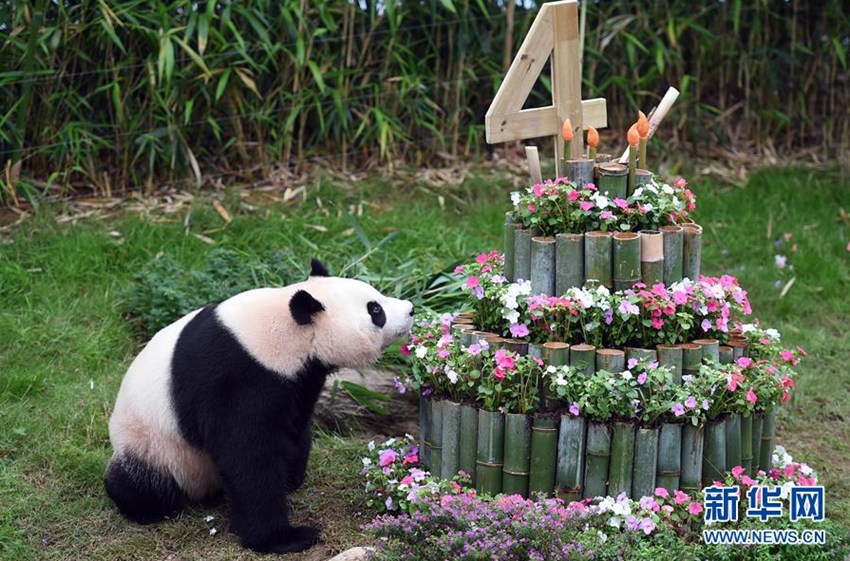 這是2017年7月12日，在韓國京畿道龍仁市愛寶樂園，旅韓大熊貓“愛寶”打量自己的生日蛋糕。旅韓中國大熊貓“愛寶”和“樂寶”將分別在2017年7月13日和28日迎來自己的4歲和5歲生日，愛寶樂園專門為它們舉辦了慶生會。新華社/紐西斯通訊社