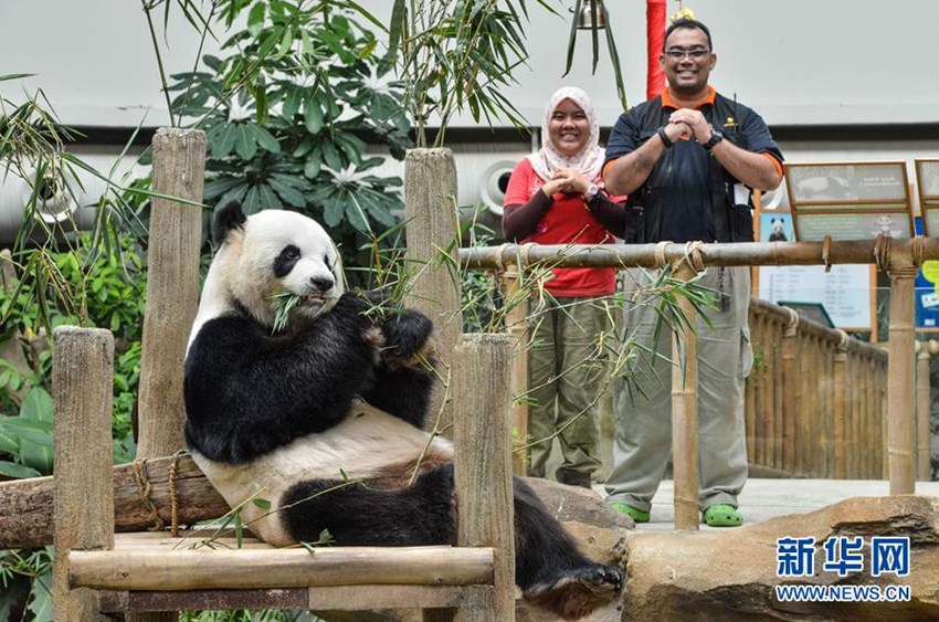 這是2017年1月13日，在馬來西亞吉隆坡，飼養員在大熊貓“興興”旁送上新年祝福。時值2017年農歷新年來臨之際，在位於馬來西亞吉隆坡市郊的國家動物園裡，飼養員們和熊貓館裡的大熊貓“興興”和“靚靚”以及它們的熊貓寶寶“暖暖”一起送上新年的祝福。新華社發（張紋綜 攝）