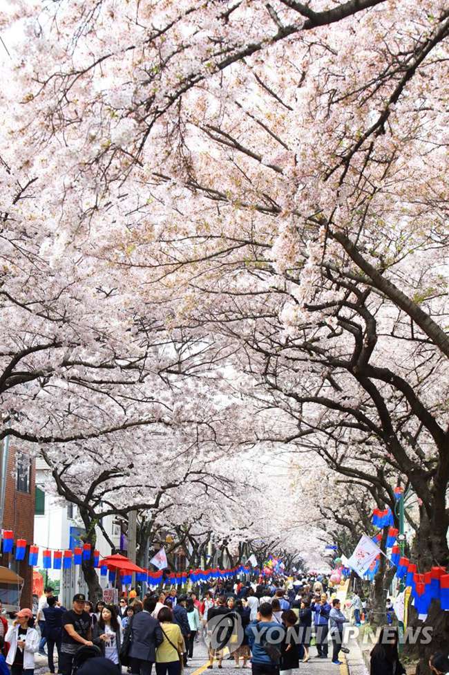 韓國濟州櫻花盛開，繁花耀目，吸引大量游客觀賞留影。圖片來源：韓聯社