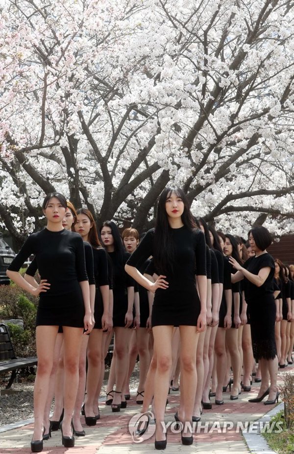韓國女生櫻花樹下集體走秀 別樣春景吸睛【組圖】【2】