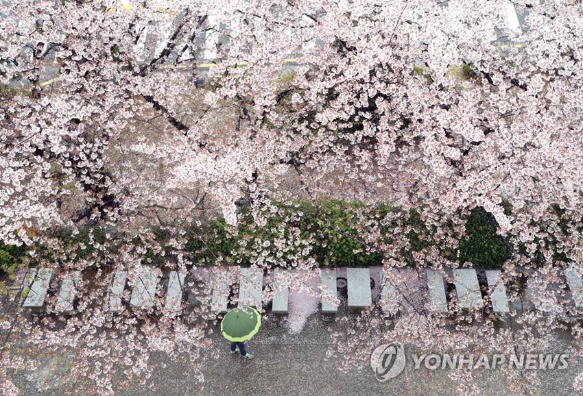 4月6日，在韓國釜山釜慶大學龍塘校區，春雨紛紛，櫻花飄落。