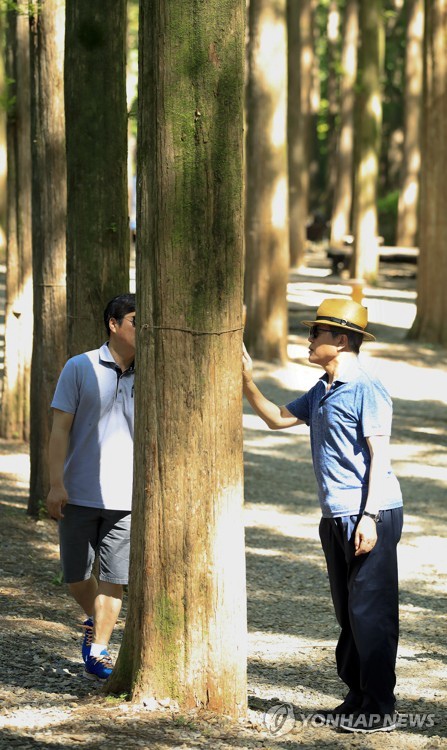 8月3日，青瓦台公開了韓國總統文在寅（右）度假的照片。圖為文在寅在森林風景區仔細查看大樹紋路。（圖片來源：韓聯社）