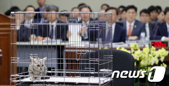 孟加拉豹貓“參加”韓國政府會議 究竟發生何事？【6】