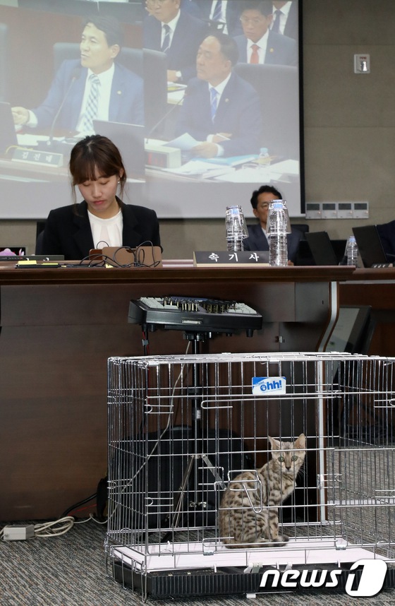 孟加拉豹貓“參加”韓國政府會議 究竟發生何事？【2】