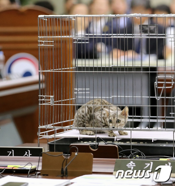孟加拉豹貓“參加”韓國政府會議 究竟發生何事？【8】