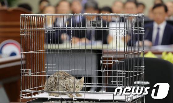 孟加拉豹貓“參加”韓國政府會議 究竟發生何事？【3】