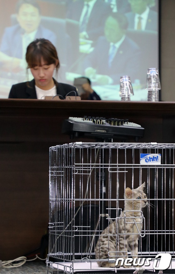 孟加拉豹貓“參加”韓國政府會議 究竟發生何事？