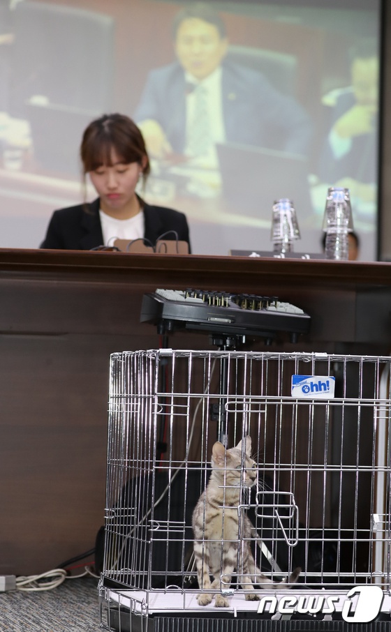 孟加拉豹貓“參加”韓國政府會議 究竟發生何事？【5】