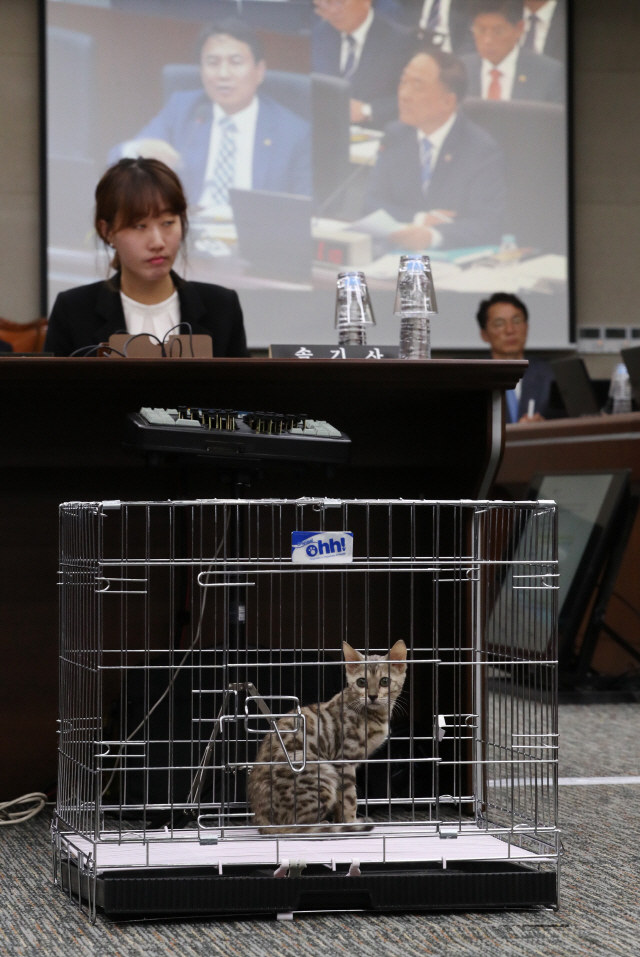 孟加拉豹貓“參加”韓國政府會議 究竟發生何事？【4】