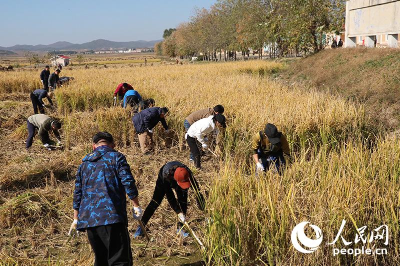 中國駐朝鮮外交官與朝方工作人員共同收割水稻。人民網記者 莽九晨攝