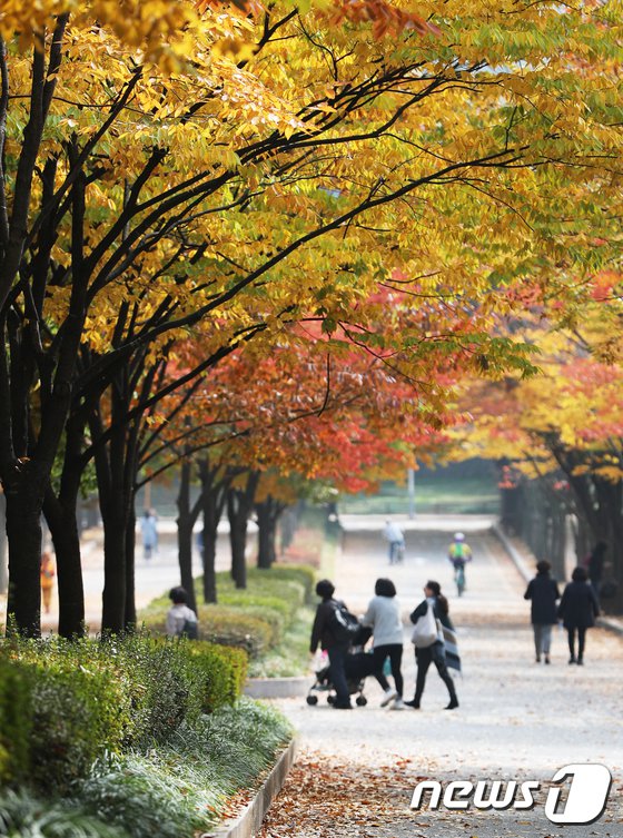 又到一年賞楓季！韓市民前往公園感受層林盡染【3】