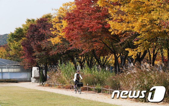 又到一年賞楓季！韓市民前往公園感受層林盡染【8】