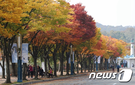 又到一年賞楓季！韓市民前往公園感受層林盡染【4】