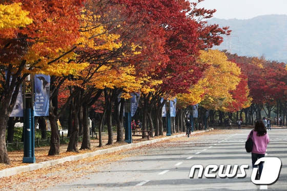 又到一年賞楓季！韓市民前往公園感受層林盡染【11】