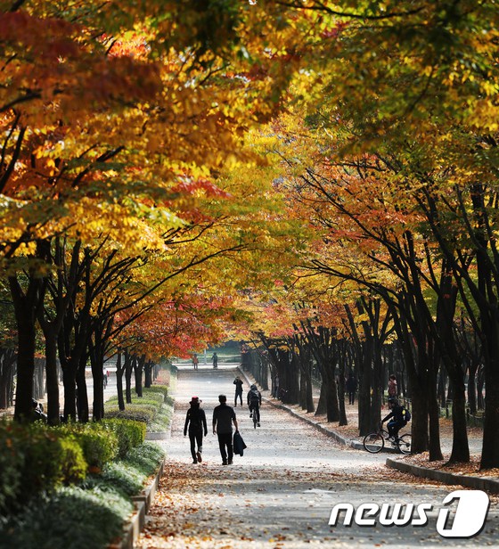 又到一年賞楓季！韓市民前往公園感受層林盡染【10】