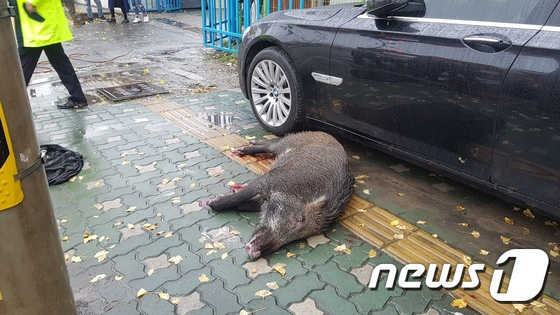 野豬“獨闖”韓仁川市中心被捕 未造成生命財產損失