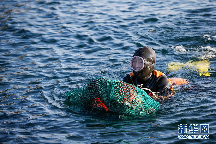 11月23日，一名海女在韓國濟州島的一處海岸附近作業。新華社記者 王婧嬙 攝