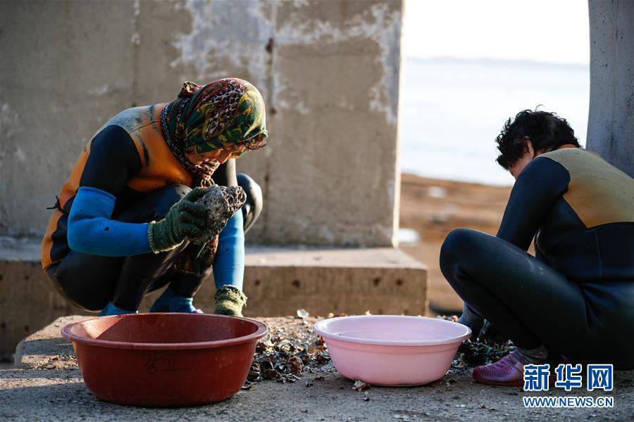 11月23日，海女們在韓國濟州島的一處海岸附近處理打撈出的海產品。新華社記者 王婧嬙 攝