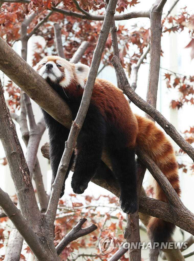 小熊貓樹上打盹。