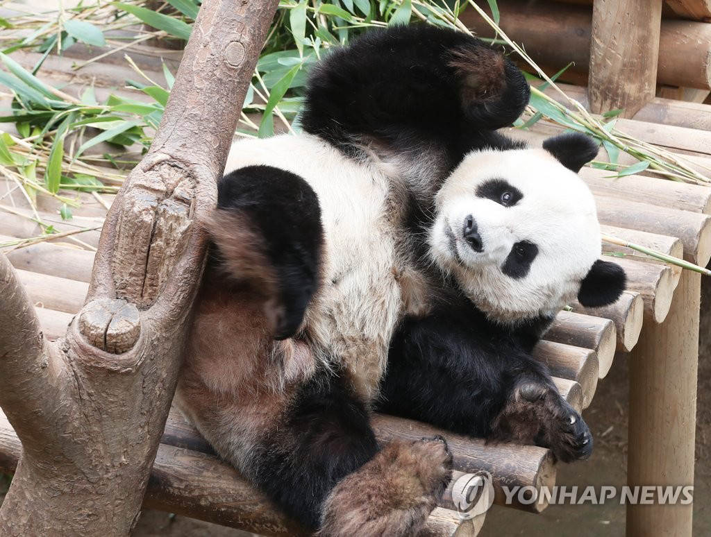 大熊貓伸懶腰。