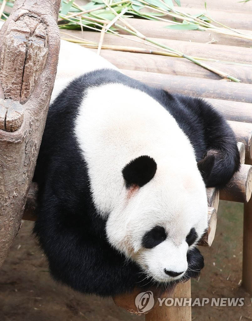 大熊貓在和煦的春日午后打盹。