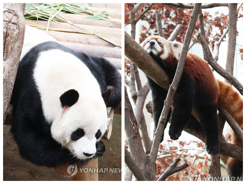大熊猫、小熊猫（右）