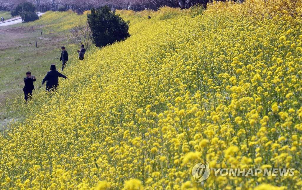 24日在釜山某地，游客停車靠在路邊，下車欣賞開得正旺的油菜花和迎春花。