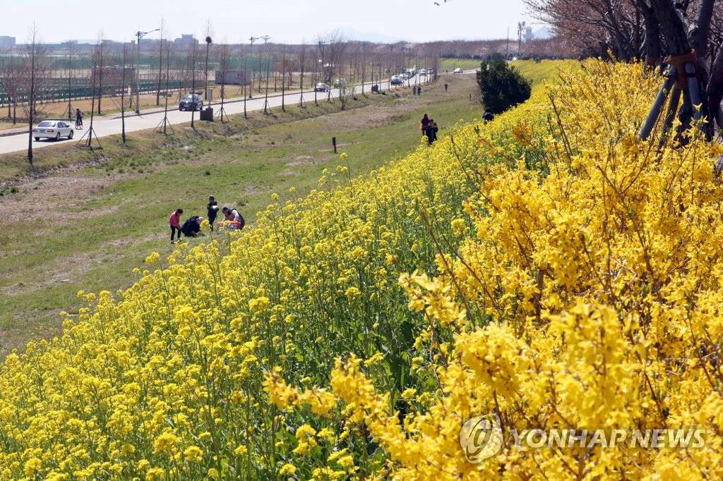 24日在釜山某地，游客停車靠在路邊，下車欣賞開得正旺的油菜花和迎春花。