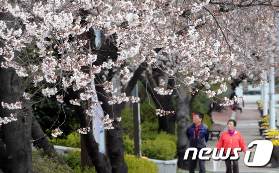 最美人間四月天 韓國櫻花樹“開滿”大學生【組圖】【4】