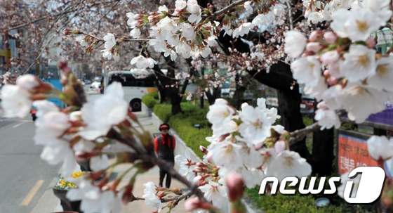 最美人間四月天 韓國櫻花樹“開滿”大學生【組圖】【5】