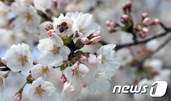 最美人間四月天 韓國櫻花樹“開滿”大學生【組圖】【7】