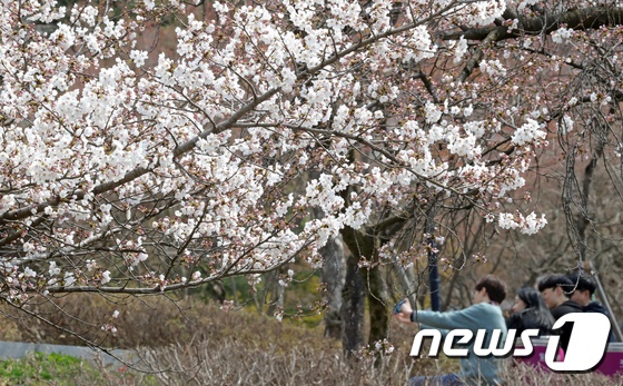 最美人間四月天 韓國櫻花樹“開滿”大學生【組圖】【9】