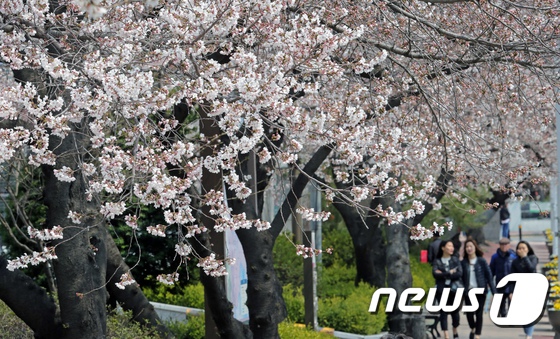 最美人間四月天 韓國櫻花樹“開滿”大學生【組圖】【6】