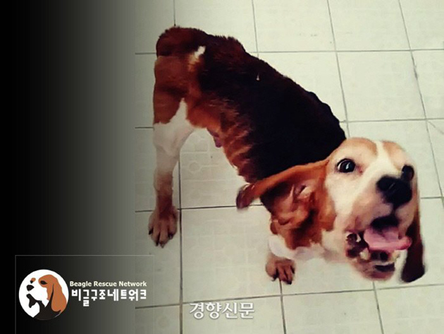 韓動物保護組織向青瓦台請願 反對用退役檢疫犬做實驗