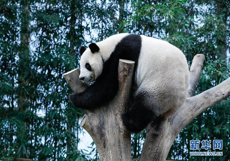 4月18日，在韓國京畿道龍仁市，大熊貓“愛寶”在愛寶樂園的樹上休息。 新華社記者 王婧嬙 攝