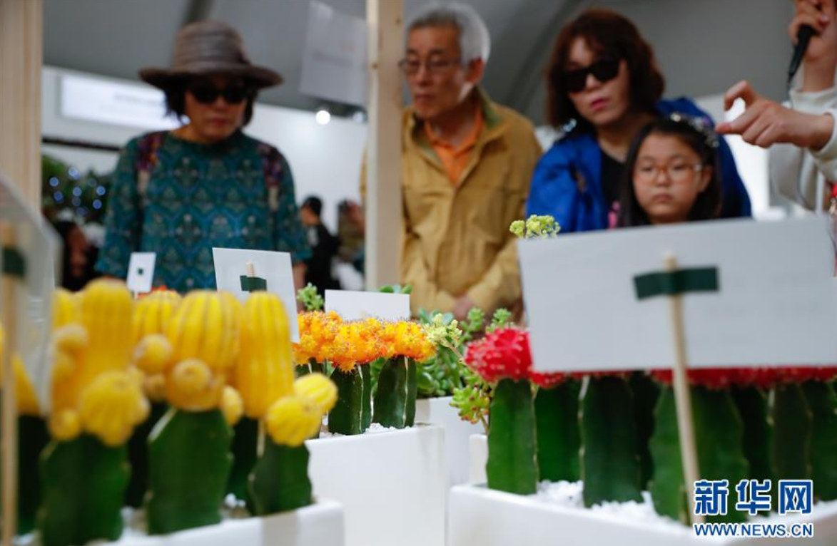 5月10日，韓國京畿道高陽市，游客在2019高陽國際花卉博覽會上欣賞仙人掌。新華社記者 王婧嬙 攝
