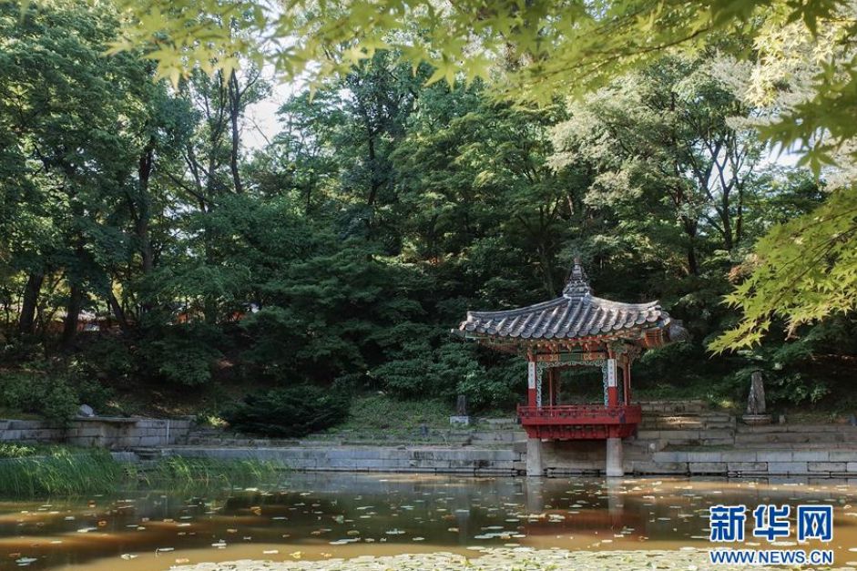 這是在韓國首爾拍攝的昌德宮后苑內一景（2019年5月21日攝）。新華社記者 王婧嬙 攝