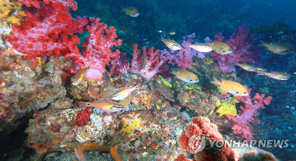 成群的魚兒游過軟珊瑚群。