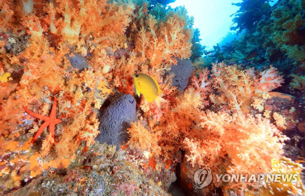 一條黃色的斑鰭光鰓魚游過軟珊瑚群。